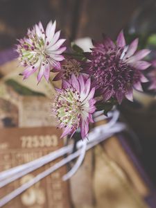 Preview wallpaper astrantia, petals, flowers, bouquet