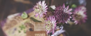 Preview wallpaper astrantia, petals, flowers, bouquet