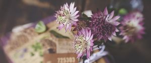 Preview wallpaper astrantia, petals, flowers, bouquet