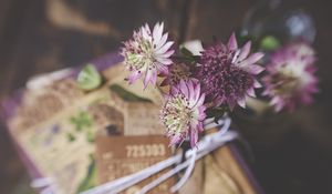 Preview wallpaper astrantia, petals, flowers, bouquet