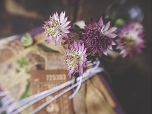 Preview wallpaper astrantia, petals, flowers, bouquet