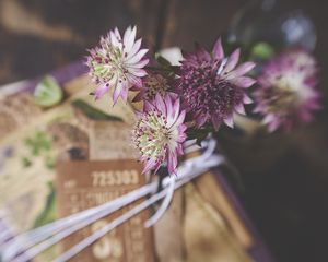 Preview wallpaper astrantia, petals, flowers, bouquet