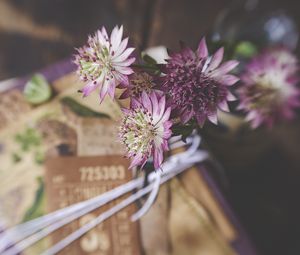 Preview wallpaper astrantia, petals, flowers, bouquet