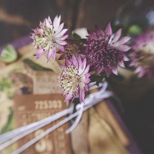 Preview wallpaper astrantia, petals, flowers, bouquet