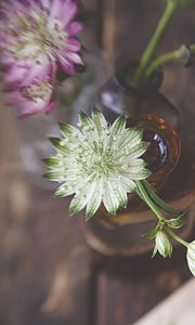 Preview wallpaper astrantia, petals, flowers, vase