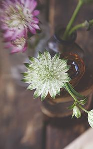 Preview wallpaper astrantia, petals, flowers, vase