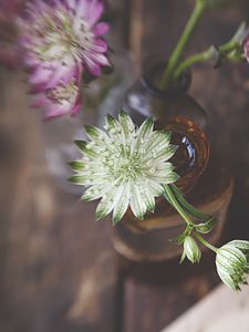 Preview wallpaper astrantia, petals, flowers, vase