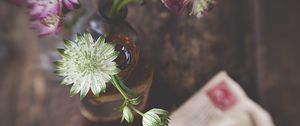 Preview wallpaper astrantia, petals, flowers, vase