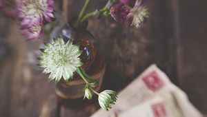 Preview wallpaper astrantia, petals, flowers, vase