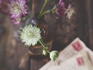 Preview wallpaper astrantia, petals, flowers, vase