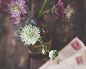 Preview wallpaper astrantia, petals, flowers, vase