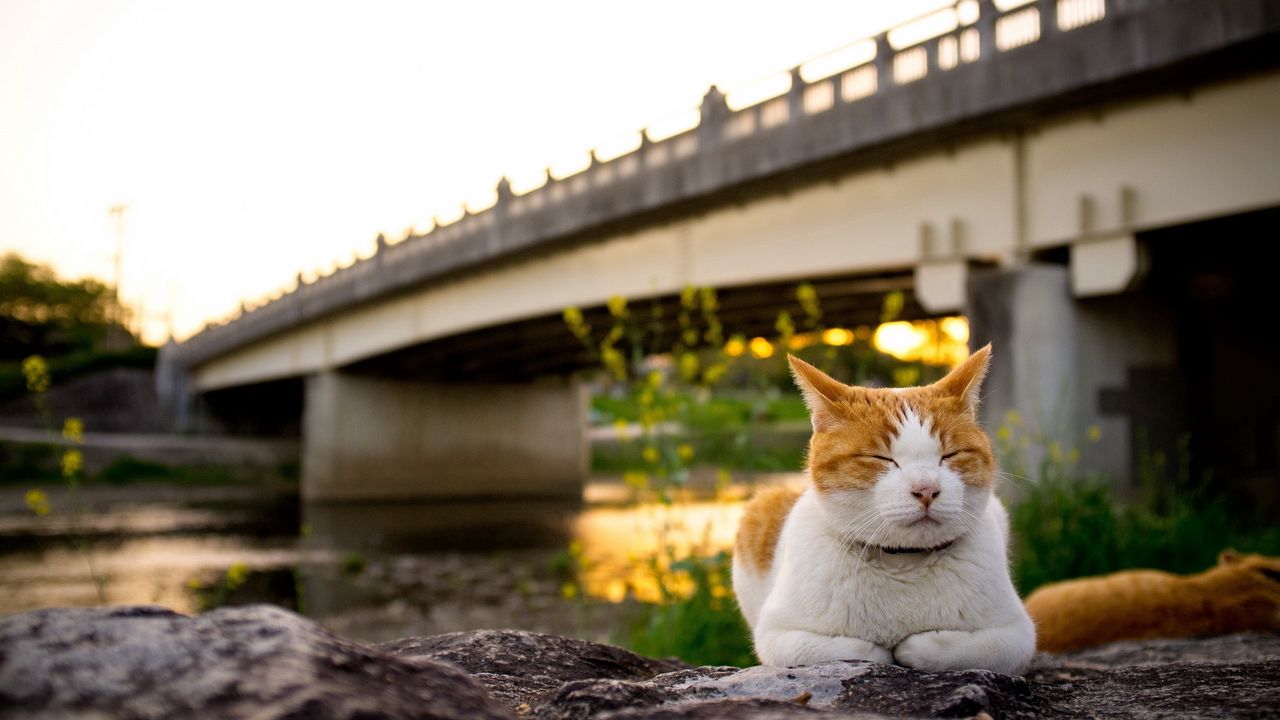 Wallpaper at, lying, river, sun