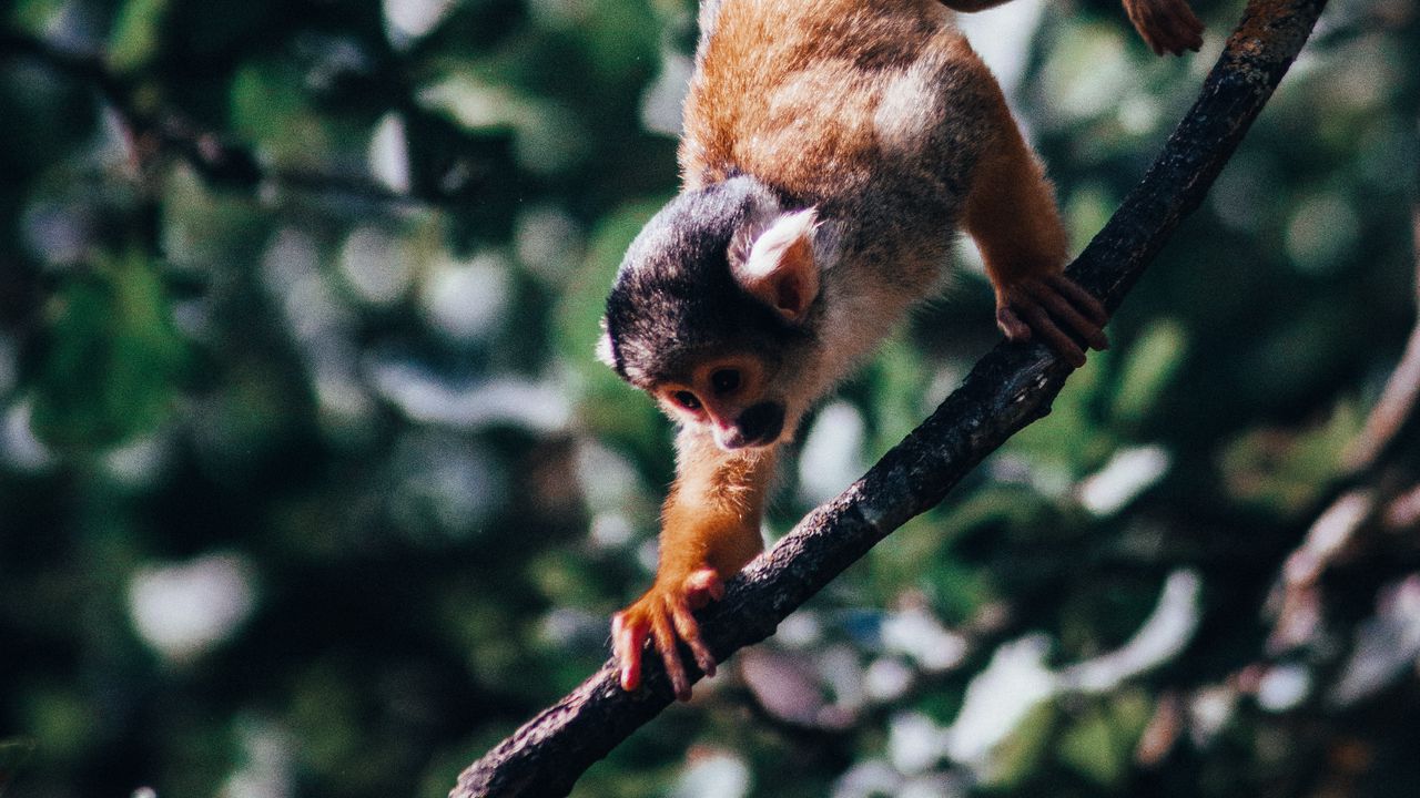 Wallpaper atelidae, monkey, climbing, branches