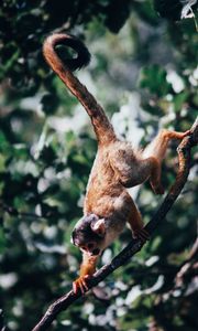 Preview wallpaper atelidae, monkey, climbing, branches