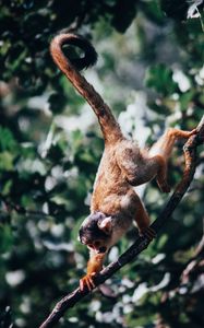 Preview wallpaper atelidae, monkey, climbing, branches