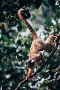 Preview wallpaper atelidae, monkey, climbing, branches