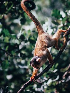 Preview wallpaper atelidae, monkey, climbing, branches