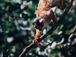 Preview wallpaper atelidae, monkey, climbing, branches