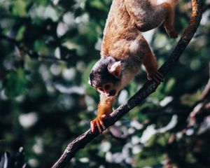 Preview wallpaper atelidae, monkey, climbing, branches