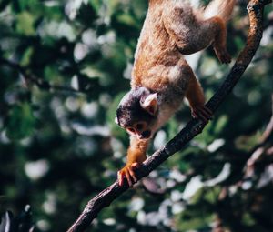 Preview wallpaper atelidae, monkey, climbing, branches