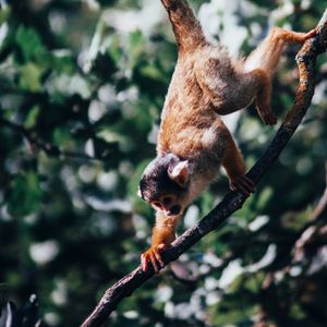 Preview wallpaper atelidae, monkey, climbing, branches