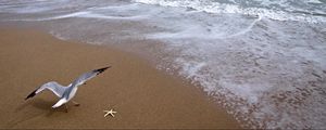 Preview wallpaper atlantic ocean, bridge, seagull, ocean, coast