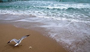 Preview wallpaper atlantic ocean, bridge, seagull, ocean, coast