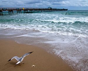 Preview wallpaper atlantic ocean, bridge, seagull, ocean, coast