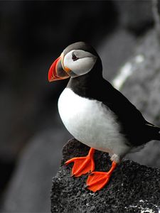 Preview wallpaper atlantic, puffin, bird, beak, sit, rock