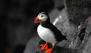 Preview wallpaper atlantic, puffin, bird, beak, sit, rock