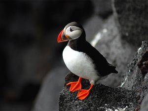 Preview wallpaper atlantic, puffin, bird, beak, sit, rock