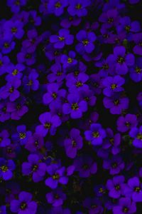 Preview wallpaper aubretia, flowers, purple, dark
