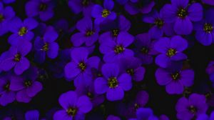 Preview wallpaper aubretia, flowers, purple, dark