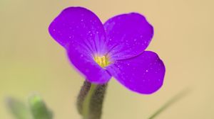 Preview wallpaper aubrieta, flower, petals, purple