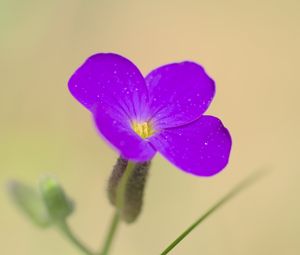 Preview wallpaper aubrieta, flower, petals, purple