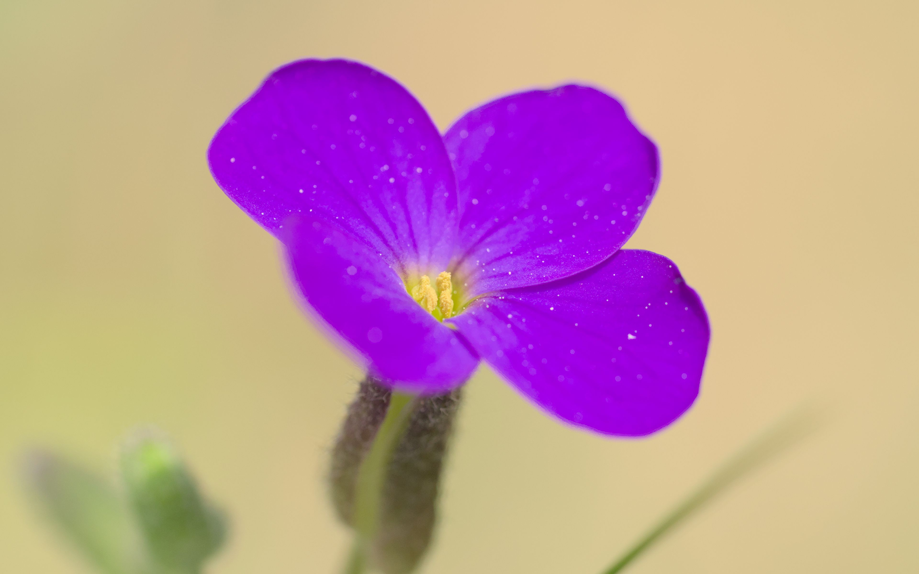 Download wallpaper 3840x2400 aubrieta, flower, petals, purple 4k ultra ...