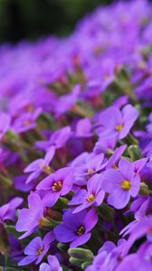 Preview wallpaper aubrieta, flowers, petals, purple