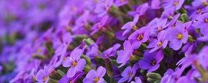 Preview wallpaper aubrieta, flowers, petals, purple