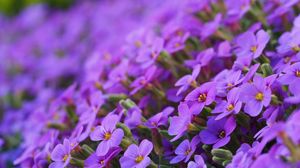 Preview wallpaper aubrieta, flowers, petals, purple