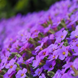 Preview wallpaper aubrieta, flowers, petals, purple