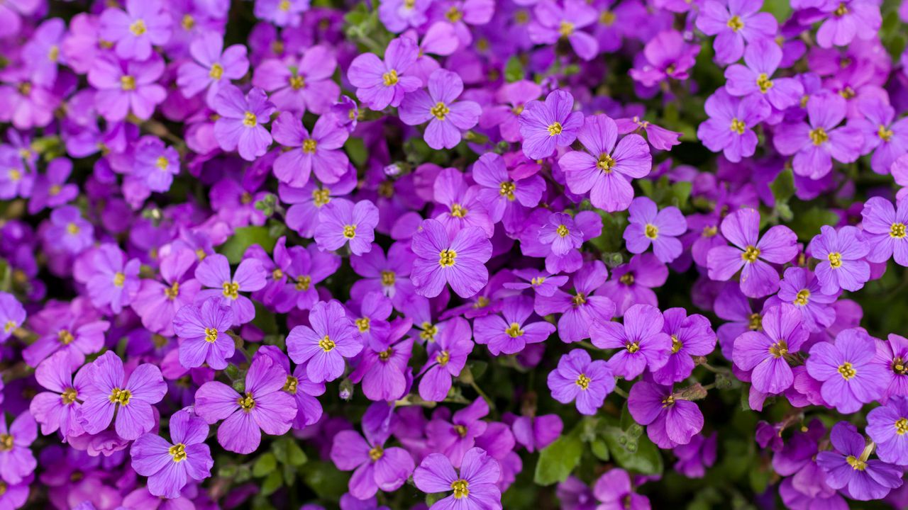 Wallpaper aubrieta, flowers, petals