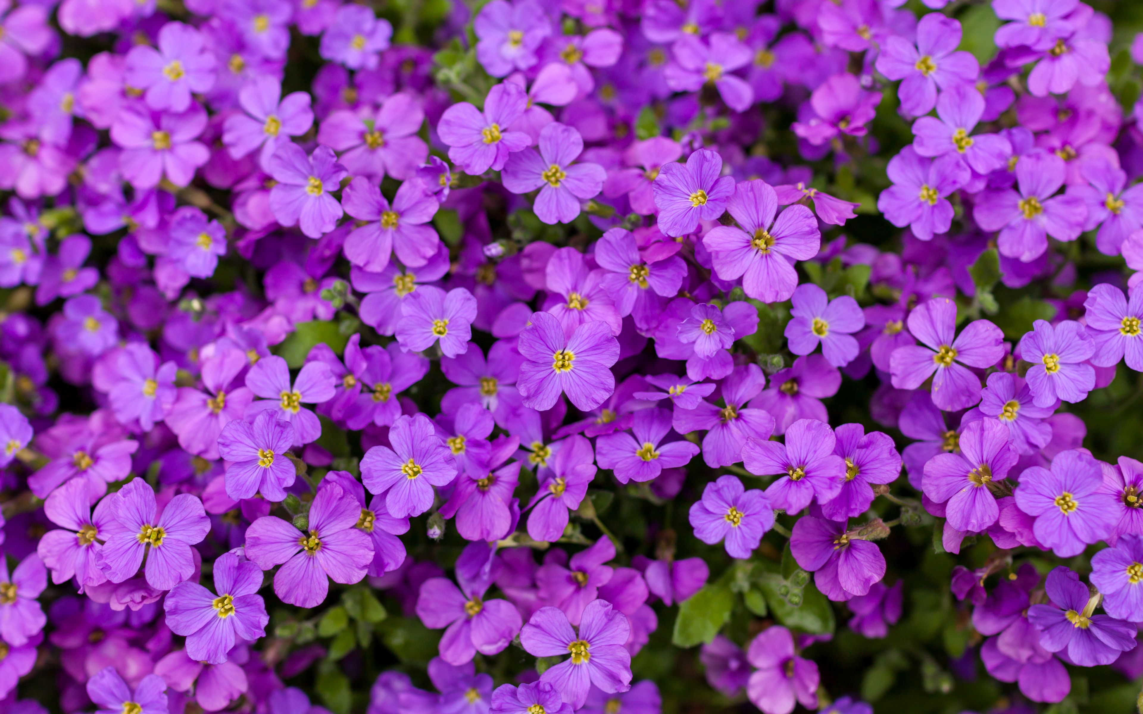 Download wallpaper 3840x2400 aubrieta, flowers, petals 4k ultra hd 16: ...