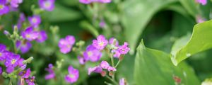 Preview wallpaper aubrieta, flowers, petals, purple, leaves