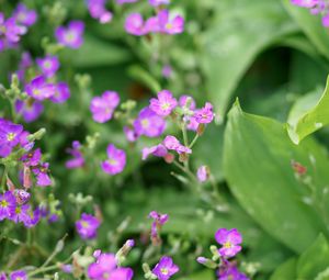 Preview wallpaper aubrieta, flowers, petals, purple, leaves