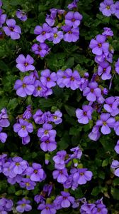 Preview wallpaper aubrieta, flowers, purple, bloom