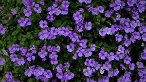 Preview wallpaper aubrieta, flowers, purple, bloom