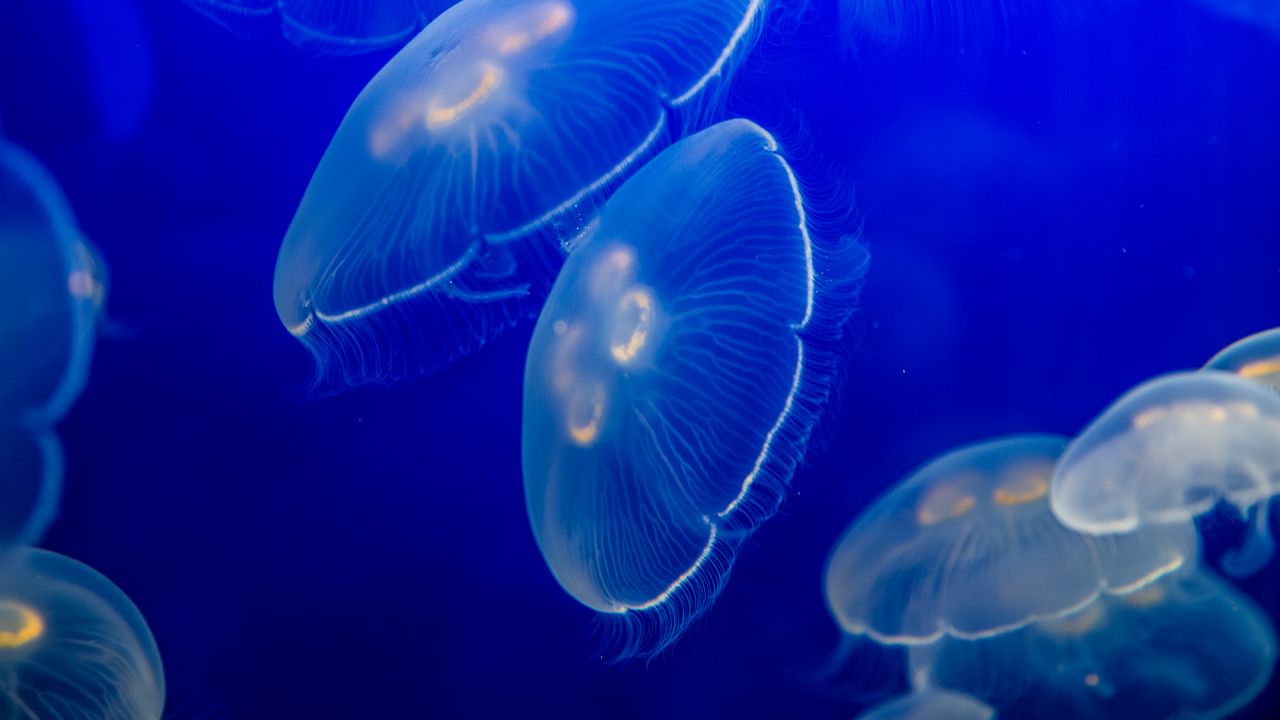 Wallpaper aurelia aurita, jellyfish, wildlife, underwater world, dark