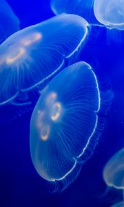 Preview wallpaper aurelia aurita, jellyfish, wildlife, underwater world, dark