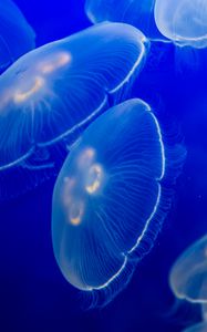 Preview wallpaper aurelia aurita, jellyfish, wildlife, underwater world, dark