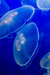 Preview wallpaper aurelia aurita, jellyfish, wildlife, underwater world, dark